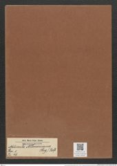Navicula allmaniana (Greg.) Ralfs (de-Toni-Nr.: Genus 1, Species 46) Zeichnungen Sammlung Grunow Mappe 00038 (Herbarium_W_Grunow_drawings_Folder_00038)